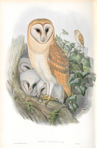 Illustratie van Strix Flammea (Kerkuil)